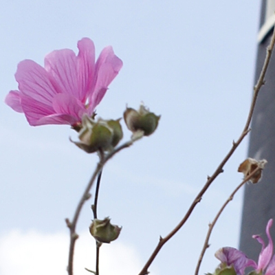 approximate detail of poster at actual size