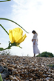 yellow flower illuminated by the sun with a pregnant female on the horizon