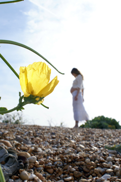 yellow flower illuminated by the sun with a pregnant female on the horizon