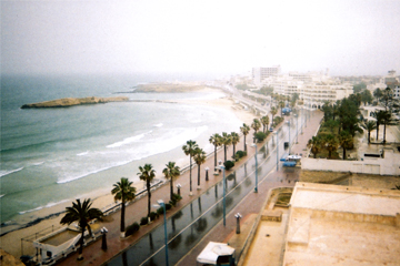 Palm trees reflected in Tunisian street 