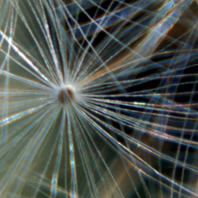 approximate detail of poster at actual size