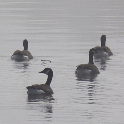 approximate detail of poster at actual size