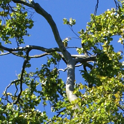 approximate detail of poster at actual size