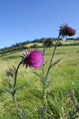 Two thistles at Box Hill