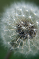 Close-up of seeds on a dandelion head