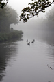 geese on a misty canal