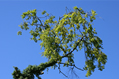 Green tree against a clear blue sky