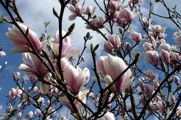 pink tree blossom