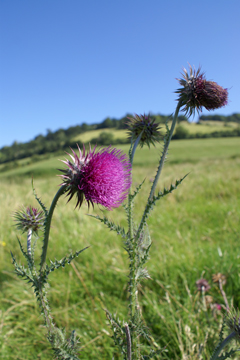 Two thistles at Box Hill