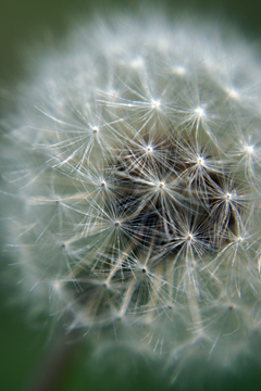 Close-up of seeds on a dandelion head