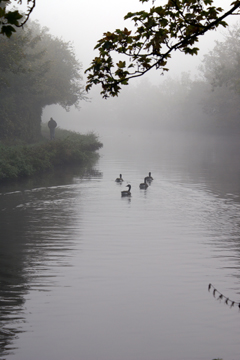 geese on a misty canal