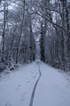 Bike trail on a snowy path through winter woodland