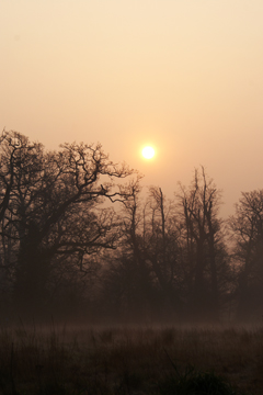 Sun shining through the mist on a winter dawn
