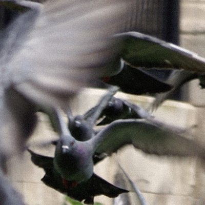 approximate detail of poster at actual size