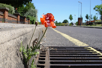 sun-scorched poppy growing in the road
